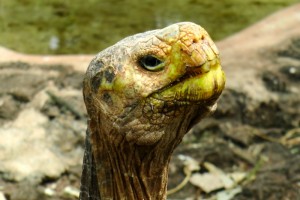 12870347-galapagos-tortoise